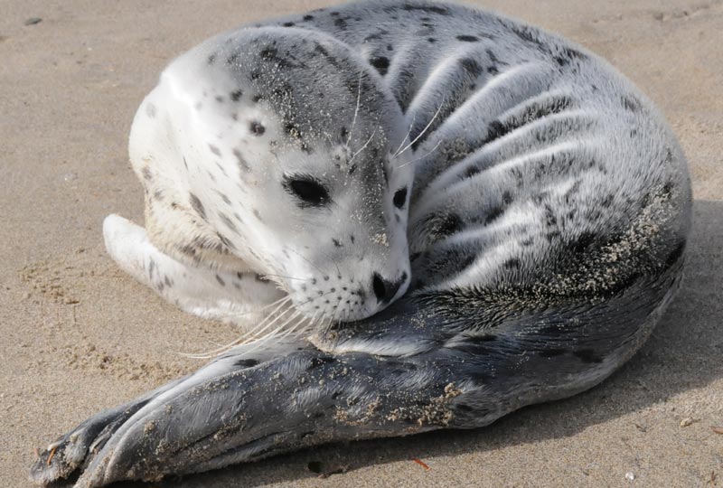 Adorable Wild Seals Visible Around S. Oregon Coast Now 