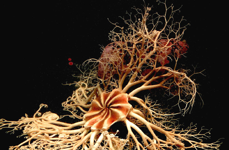 One Oregon Coast / Washington Coast Sea Star Is Intense, Bizarre and Fragile 