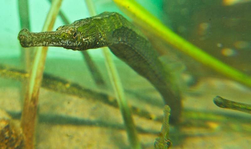 Why No Seahorses on Washington / Oregon Coast - The Weird, Related Bay Pipefish 