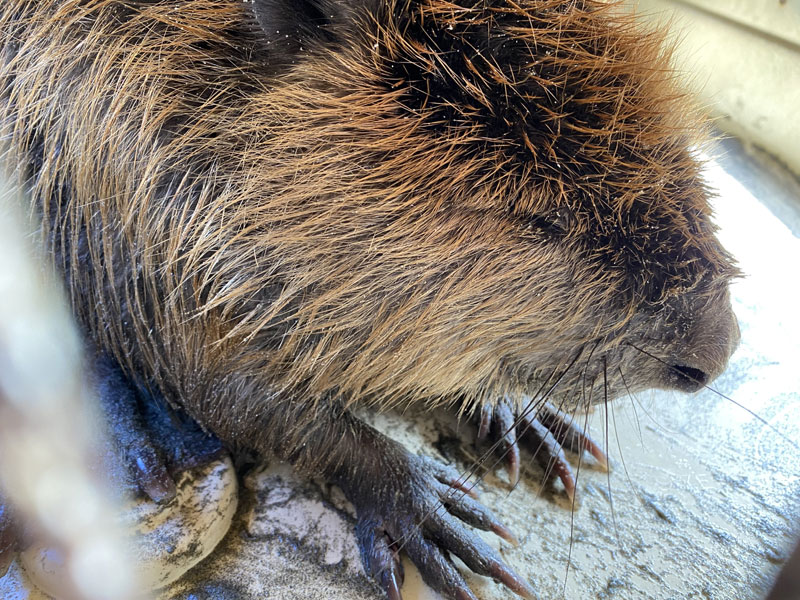 Crews Chase After Fiesty, Elusive Beaver in Rescue Attempt on N. Oregon Coast