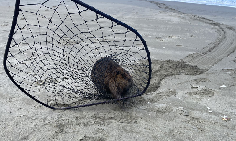 Crews Chase After Fiesty, Elusive Beaver in Rescue Attempt on N. Oregon Coast