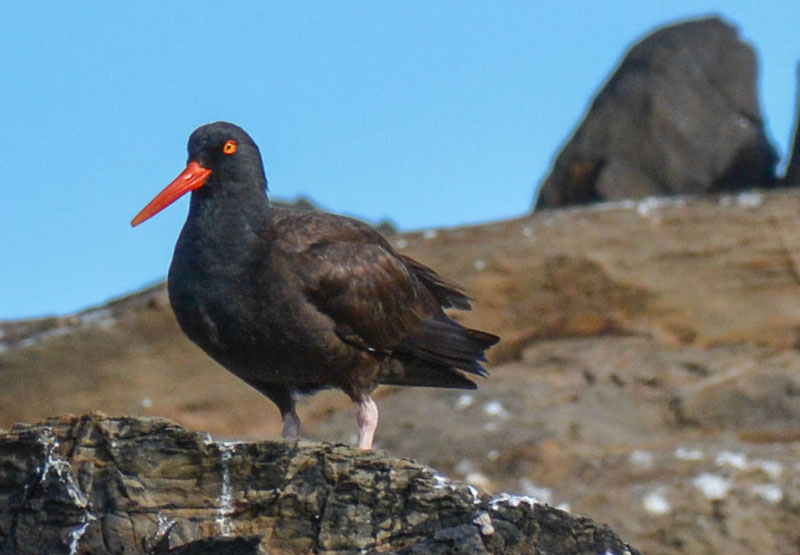 Extra Caution Around N. Oregon Coast's Haystack Rock Because of Nesting | Cannon Beach