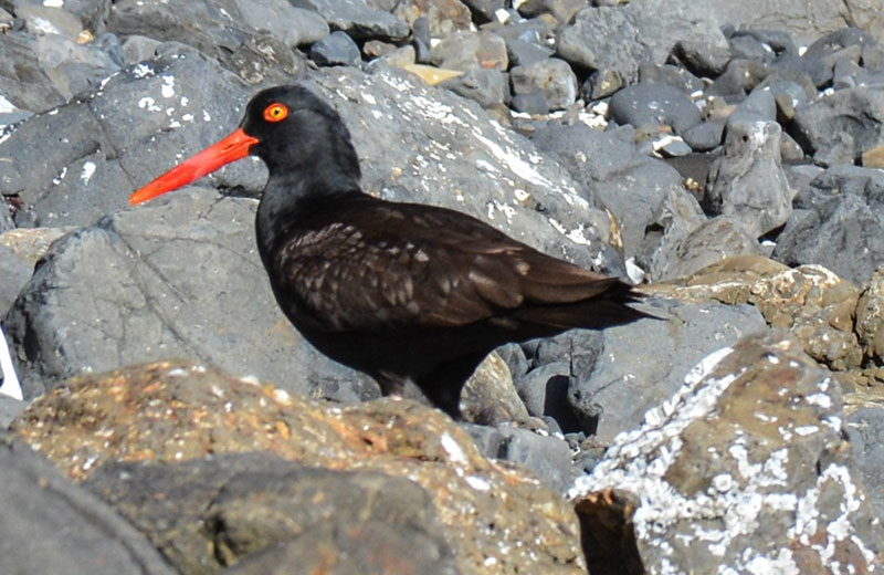 Help Out on Oregon Coast with Marine Debris Survey, Black Oystercatcher Monitoring