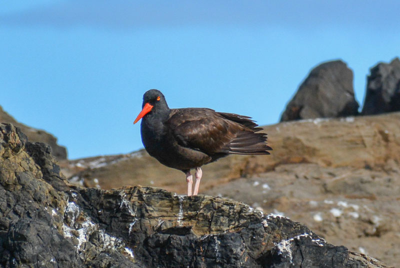 Wings Over Willapa Fest Brings Birding, Hiking, Art to South Washington Coast