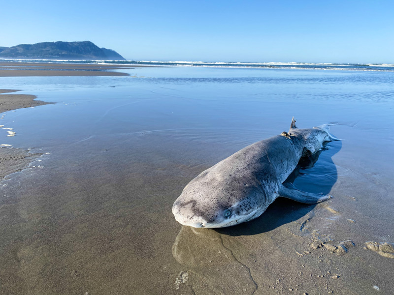 Rarity on Oregon Coast Beaches, Sevengill Shark Washes Up at Gearhart