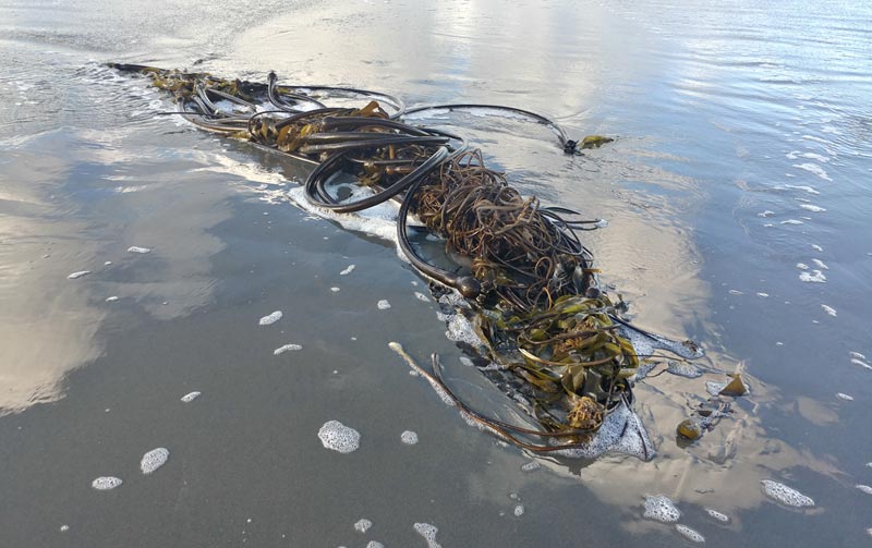 Wacky Bull Kelp of Oregon Coast are Giant Algae - But What's That? 