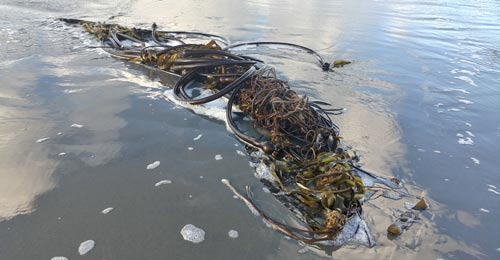 Bull Kelp and Their Holdfasts: Wacky World of Upside Down Forests on Oregon Coast 