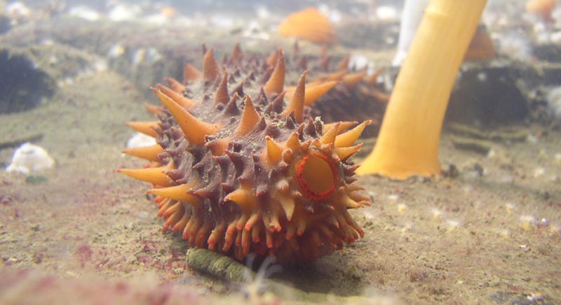 California Sea Cucumber Breathes Out of Its Butt: Weird Washington, Oregon Coast Science