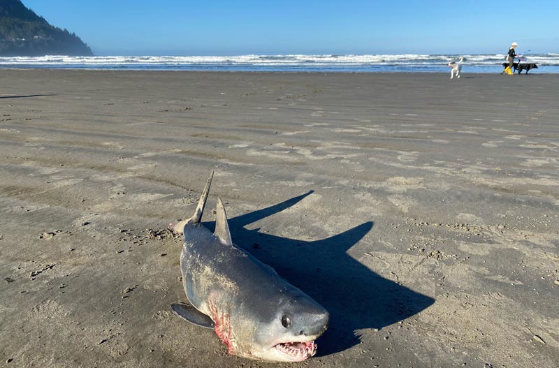 Bit of a 'Bitey' Beach Surprise: Salmon Shark on N. Oregon Coast 