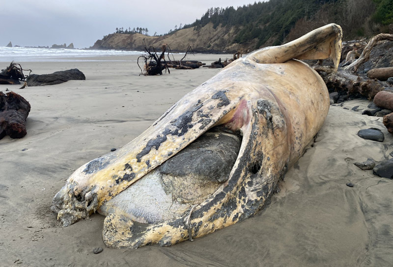 Fourth Whale Carcass on Oregon Coast in Two Weeks, This Time Cannon Beach 