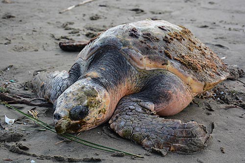 Rescue of Rare Turtle on N. Oregon Coast Has Unhappy Ending 