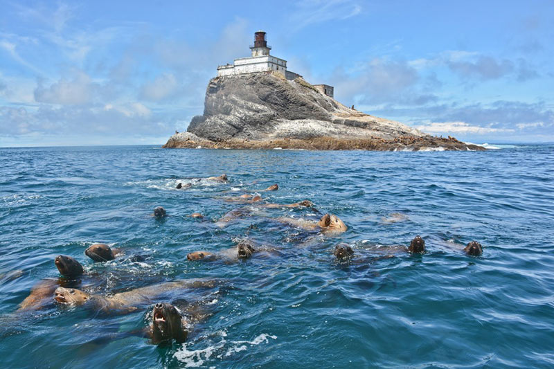 Fed Scientists Capture Incredible Wildlife, Landmark Images on N. Oregon Coast 