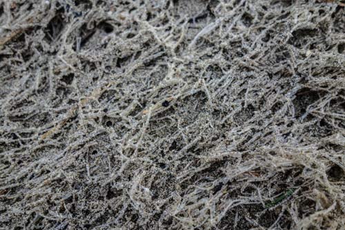 Photo by Tiffany Boothe of Seaside Aquarium: a close-up of the cellophane worm casings that looke like filaments