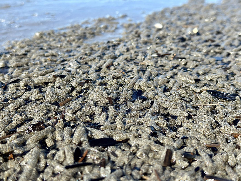 Attack of the Beach Beasties! Well, Their 'Shells' Are Washing Up on Oregon Coast, Anyway