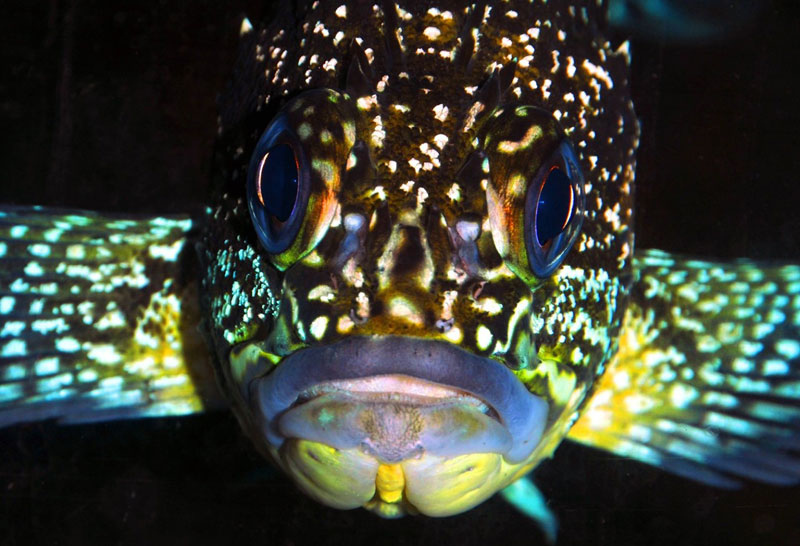 The Colorful, Even Psychedelic China Rockfish of Oregon Coast / Washington Coast