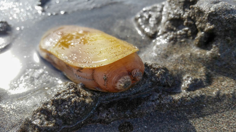 Razor Clamming Resumes on South Central Oregon Coast 