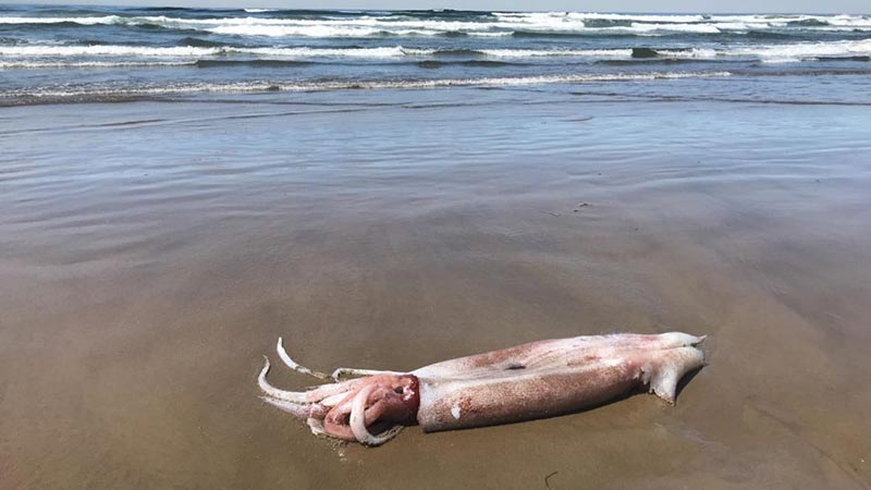 Robust Clubhook Squid: Freaky Fish of Washington, Oregon Coast 
