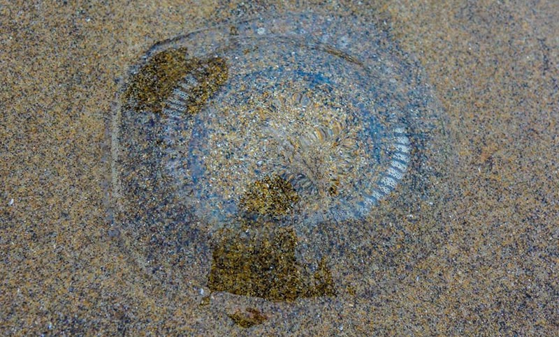 Gobs of Jellyfish on Oregon Coast, Some Ouchy - and One Globster