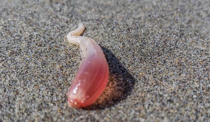 Storms Deposit Oddities like Sea Cucumber, Velella onto Oregon Coast