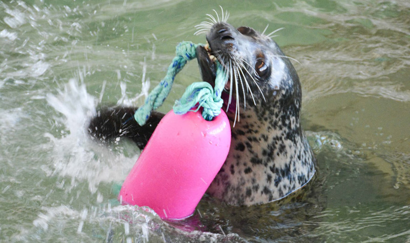 Seaside Aquarium Reopens, Other Oregon Coast, Portland-Area Counties Lowered 