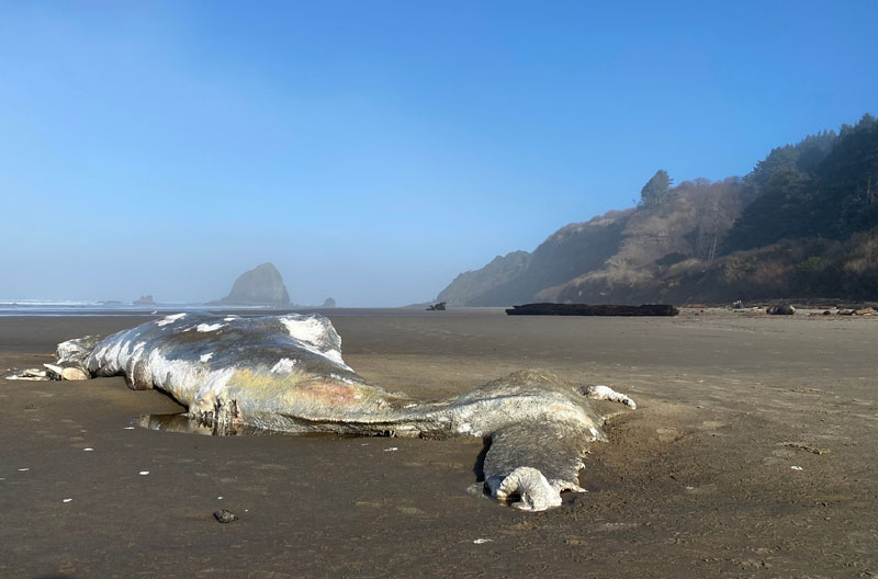 Dead Whale Moving in Mysterious Ways on N. Oregon Coast - And No, It's Not a Zombie 
