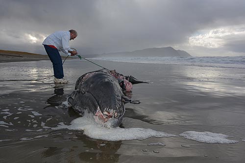 Aquarium's Keith Chandler tries to secure the deceased baby whale