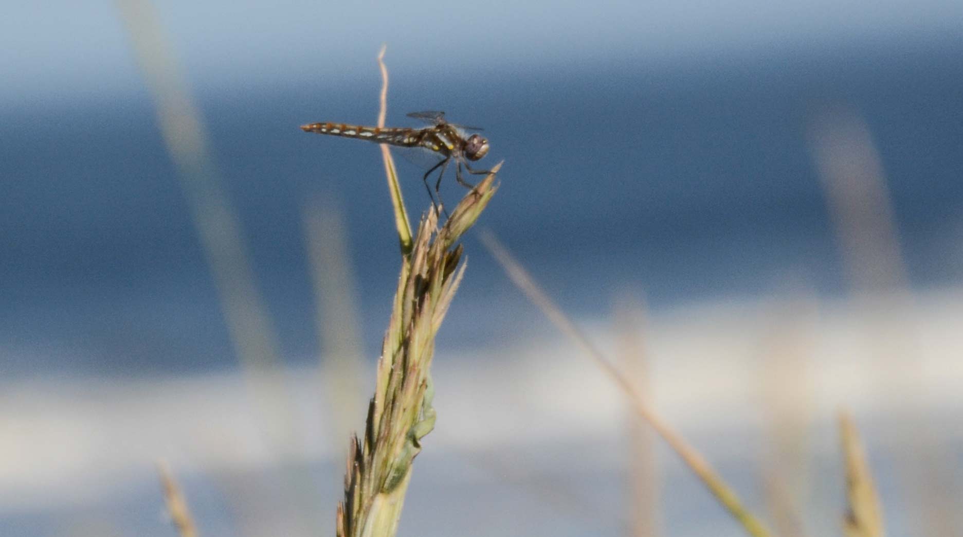Video: Masses of Dragonflies Migrating Along Oregon Coast