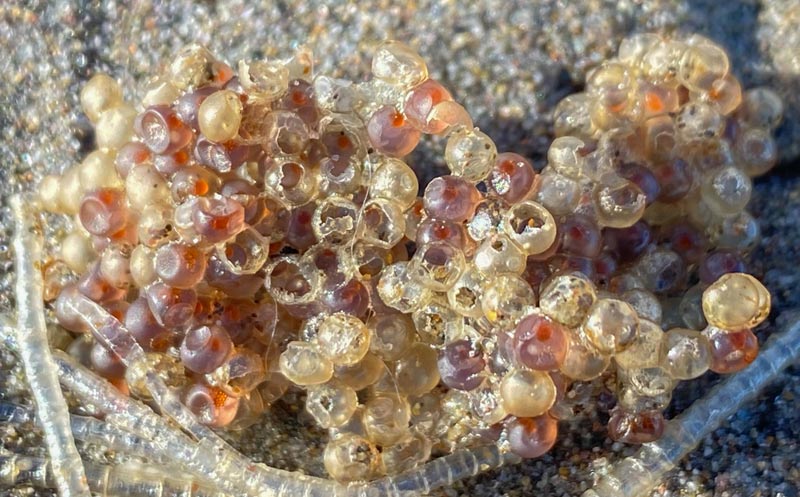 Funky Finds on Oregon Coast Now: Mystery Eggs, Ouchy Nettles, Salps, Tube Casings
