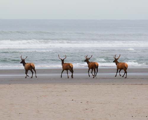 Cautions, Advice for Watching Elk on Oregon Coast