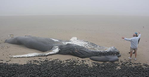 bloated corpse of a full grown Humpback whale washed ashore at Falcon Cove Beach