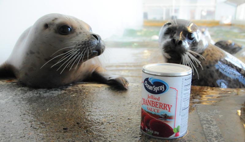 Holidays at Seaside Aquarium: Feed the Seals, Feed N. Oregon Coast Families 