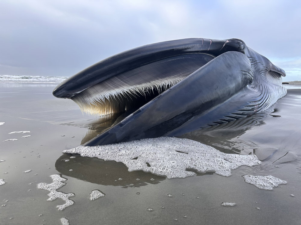 A Rare Stranding on Oregon Coast, Fin Whale Washes Up Near Seaside