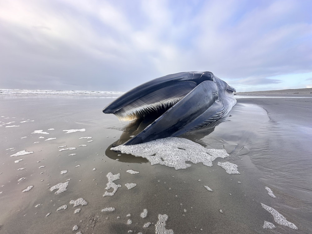 Extremely Rare Fin Whale Strands on Oregon Coast - Attacked by Orcas, Stuck in Fishing Gear