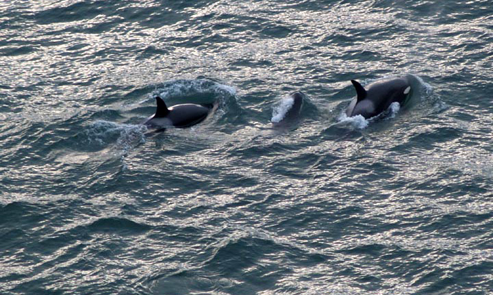 When a Baby Orca Visited Central Oregon Coast River | Video