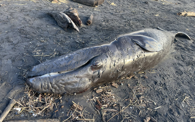 Second Deceased Whale Washes Up in Same N. Oregon Coast Spot