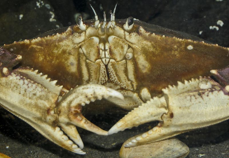 Weird from Oregon Coast Archives: Mutant Crab Found in 2012 