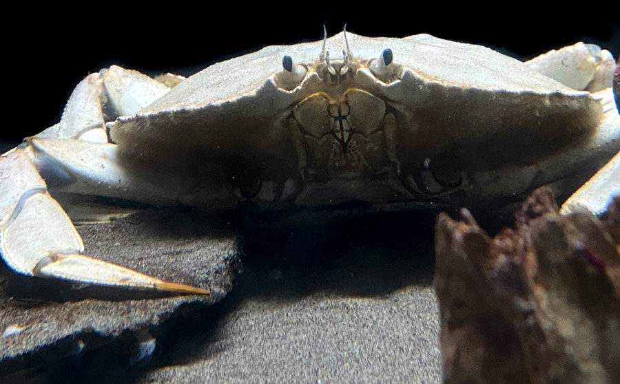 Extremely Rare White Dungeness Crab Found, Rescued on N. Oregon Coast - 1 in a Million