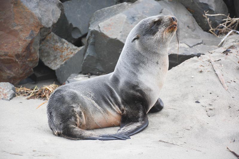 Guadalup Fur Seal Found Thin, Stressed on N. Oregon Coast; Rescued (Video)