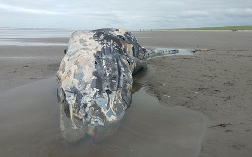 Latest Deceased Whale on Oregon Coast: Cause of Death Still Not Conclusive
