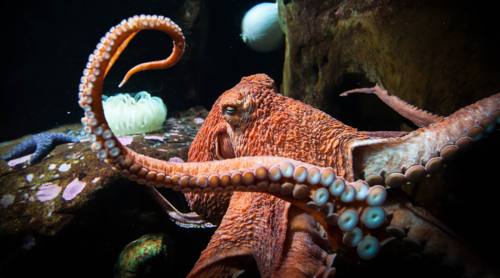 Oregon Coast Aquarium Enters New Phase of Remodels, Additions 