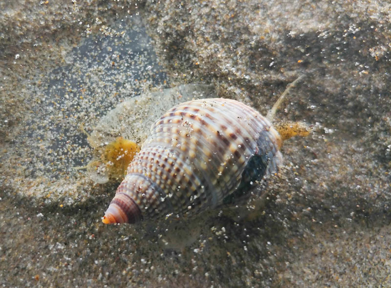 Trippy Finds of Winter: Get Ready for These Along Oregon, Washington Coast 