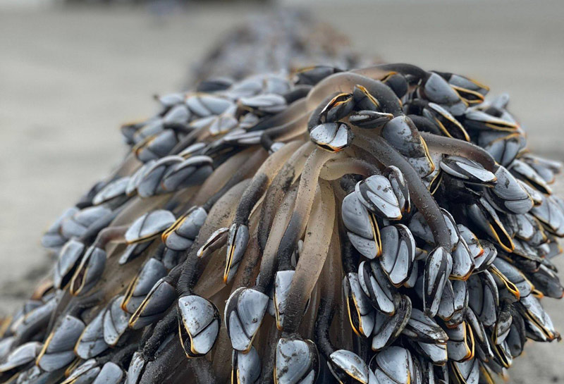 Stuff Living on Other Stuff Sometimes Found on Oregon Coast 