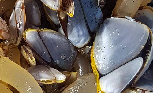 Gooseneck barnacles recently found on the north coast