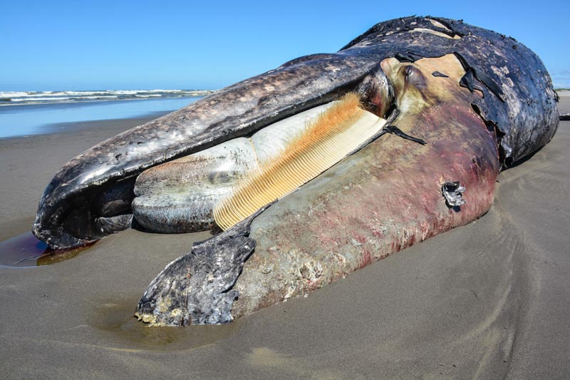 Washington / Oregon Coast: Gray Whale Carcass Strands at Long Beach 