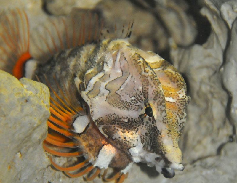 Pretty to Pretty Freaky: Grunt Sculpins of Washington / Oregon Coast Make Noises and Walk (Video)