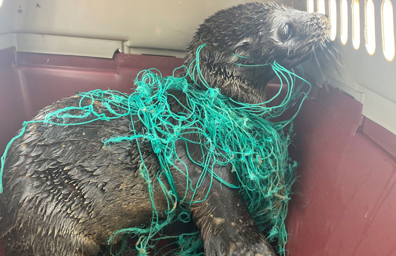 Fur Seal, Caught in Net, Rescued on N. Oregon Coast, Arch Cape