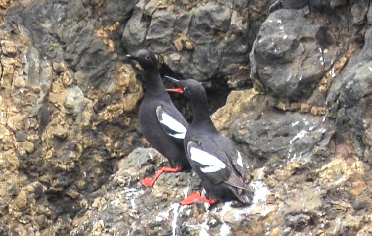 Catching Sight of Birds on Oregon's Coos, Curry Coast Good Right Now 