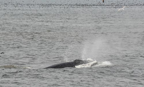 Video: On and Off Run of Humpbacks Has North Oregon Coast in Awe