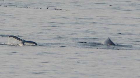 Humpback and Sea Lions Put on Wild Show on N. Oregon Coast, Near Cannon Beach