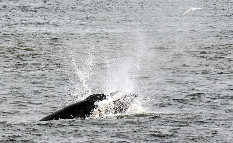 Washington Coast: Commission to Decide Whale, Salmon Status 
